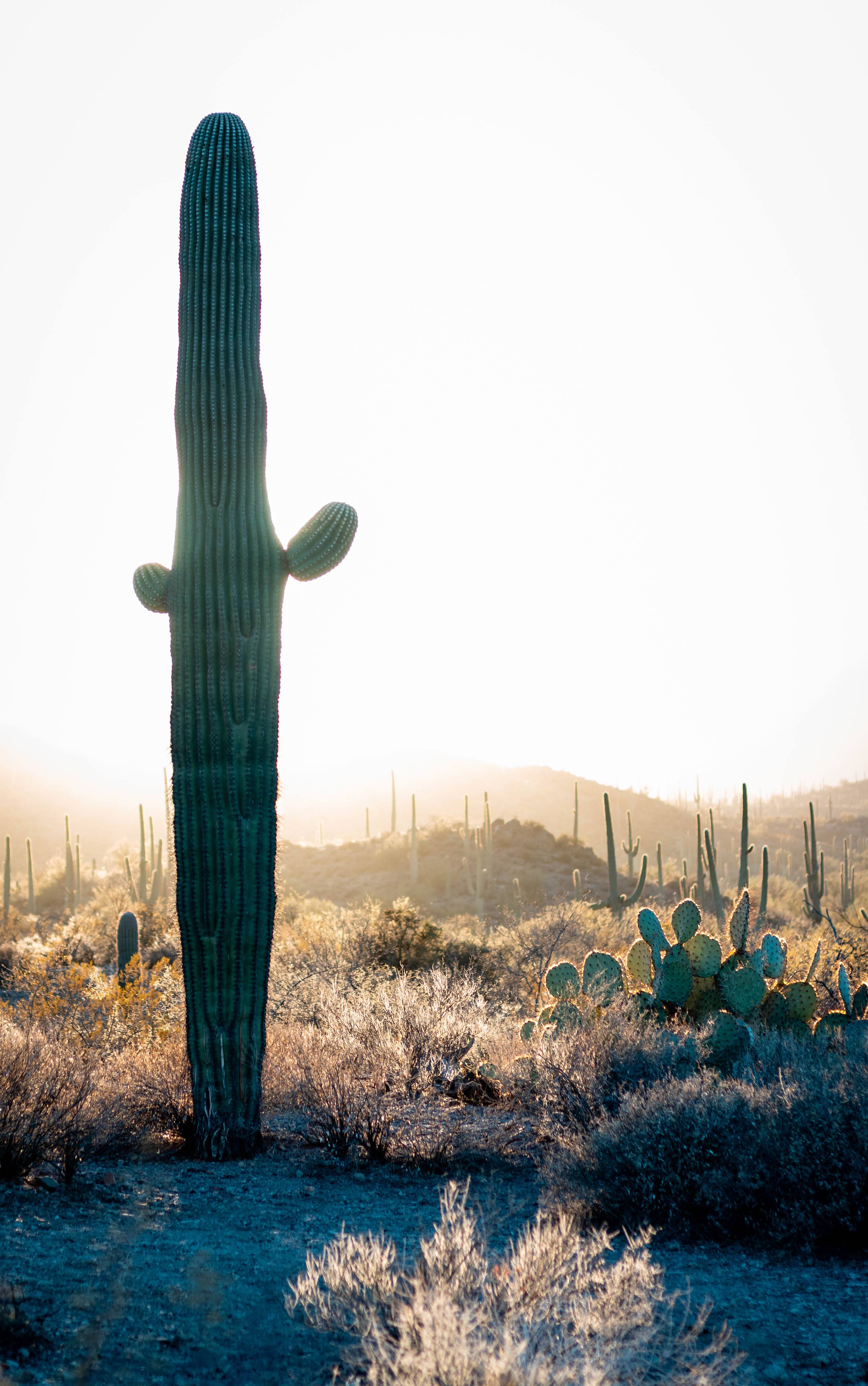 Desert Scene